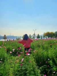 가을을 핑크빛으로 물들인 코스모스🌸🌸
