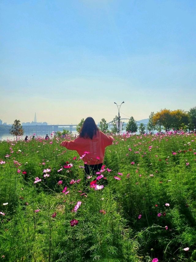 가을을 핑크빛으로 물들인 코스모스🌸🌸