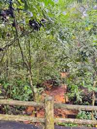 🇸🇬 A Refreshing Escape: Exploring Bukit Batok Nature Park
