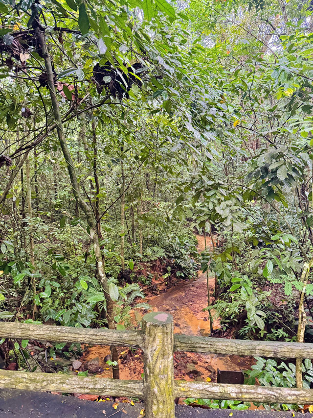 🇸🇬 A Refreshing Escape: Exploring Bukit Batok Nature Park