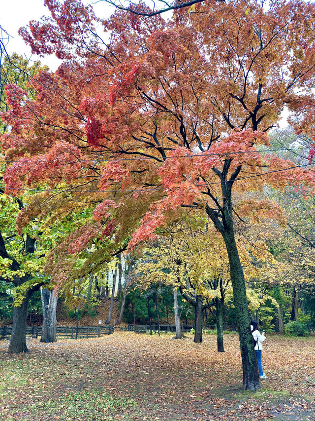 北海道　札幌観光　円山公園2024  紅葉の円山公園を散策してみた！