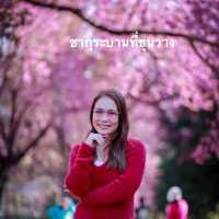 ซากุระบานที่คุณวาง
