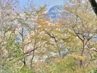 【大分】猿で有名な高崎山の絶景✨