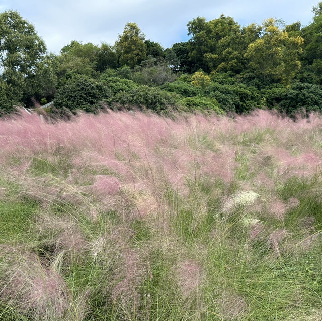 週日浪漫花海🌷深圳陌上花園
