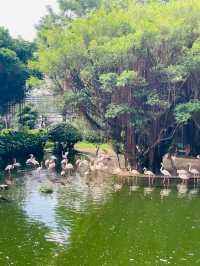 香港観光🇭🇰都会のオアシス🌿 九龍公園🦩✨