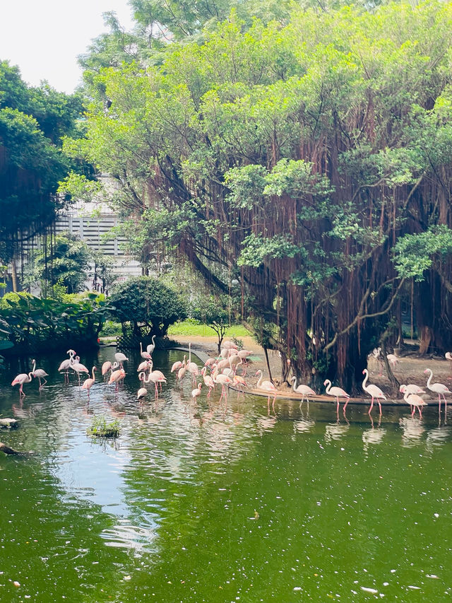香港観光🇭🇰都会のオアシス🌿 九龍公園🦩✨