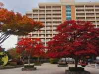 A mighty foliage scene at Sono Moon Danyang