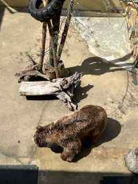 ［北卡旅遊］cherokee bear zoo-分享但不一定推薦🐻🐾