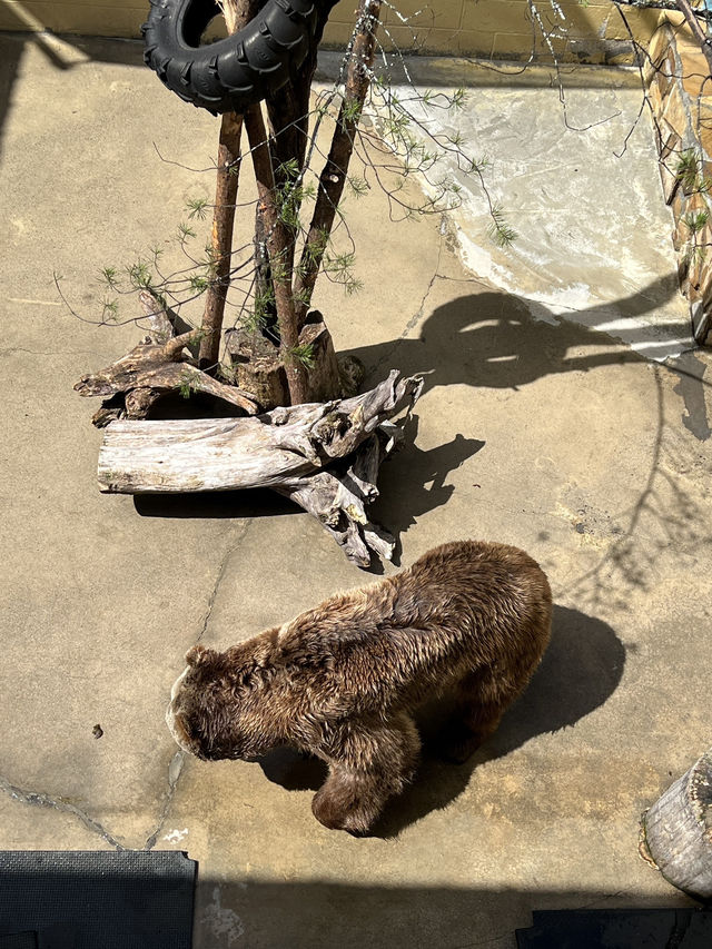 ［北卡旅遊］cherokee bear zoo-分享但不一定推薦🐻🐾