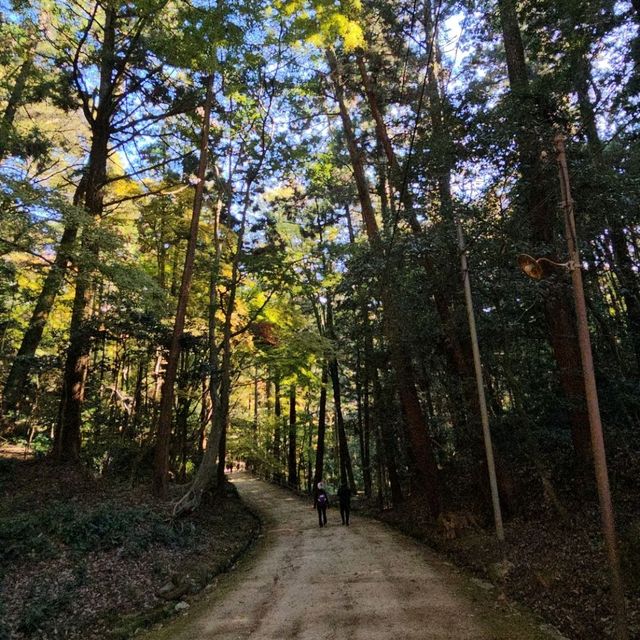 紅楓季書寫山漫步芬多精森林