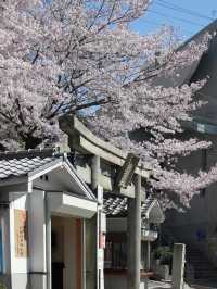 Sacred Beauty in Bloom: Kitano Tenman Shrine During Sakura Season