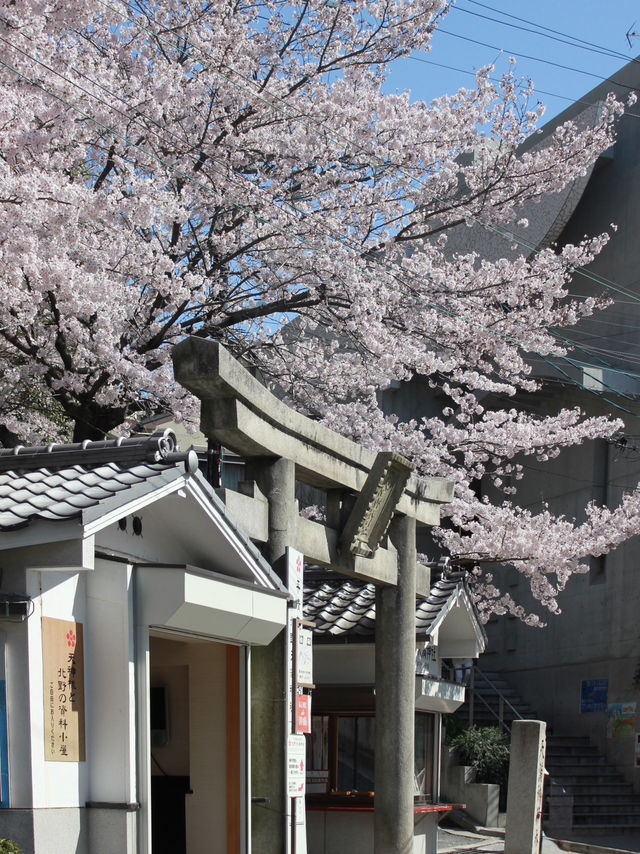 Sacred Beauty in Bloom: Kitano Tenman Shrine During Sakura Season