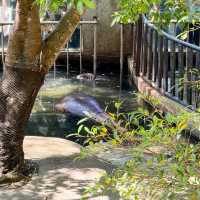 รีวิวการไปเที่ยวน้องหมูเด้ง ฉบับคนไม่มีรถ