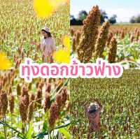 ทุ่งดอกข้าวฟ่าง