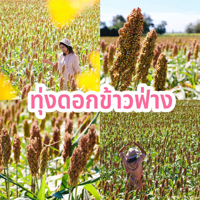 ทุ่งดอกข้าวฟ่าง