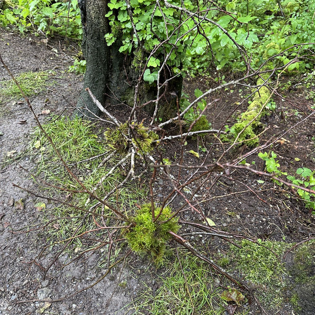 🇨🇭拜訪有超過20年歷史嘅Grindelwald 大地藝術節