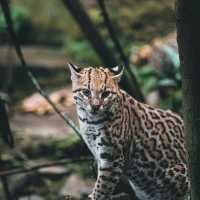 台北市立動物園：動物王國之旅 🦁🌿