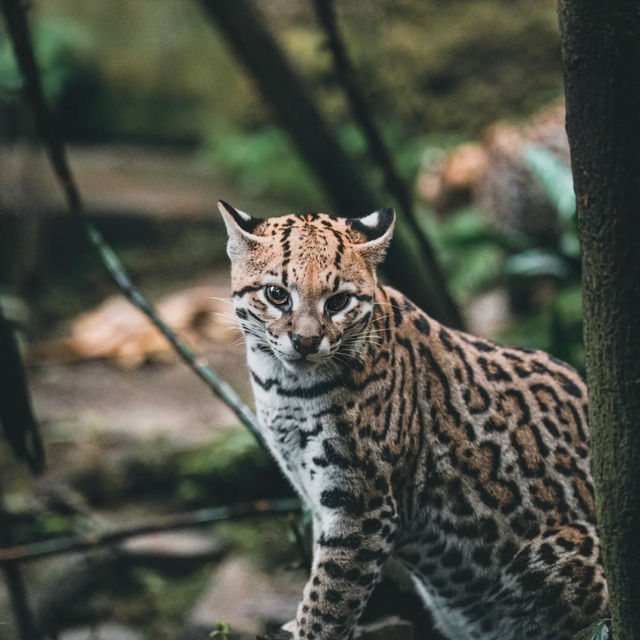 台北市立動物園：動物王國之旅 🦁🌿