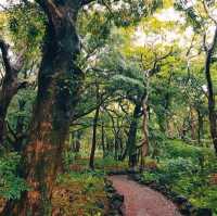 JEJU BIJARIM FOREST.
