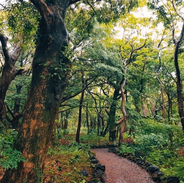 JEJU BIJARIM FOREST.