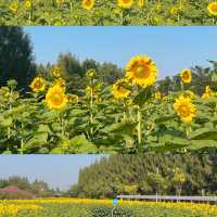 🌻ทานตะวันบานแล้วที่กาญจนบุรี