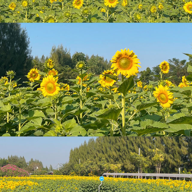 🌻ทานตะวันบานแล้วที่กาญจนบุรี