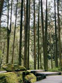 One Day Trip from Taipei to Alishan🏞️🍁