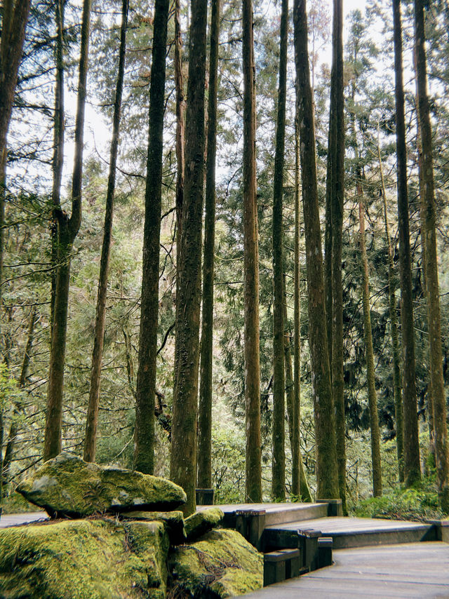 One Day Trip from Taipei to Alishan🏞️🍁