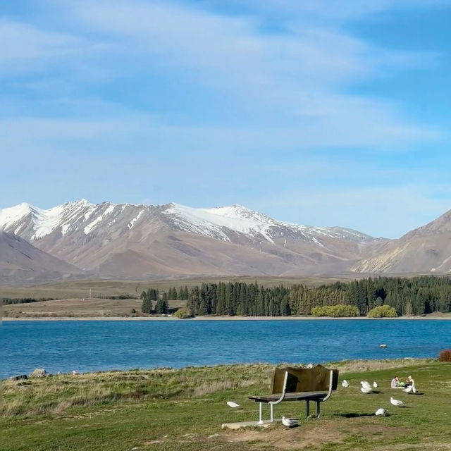 Lake Tekapo Magic: A Serene Day Surrounded by Lavender and Turquoise Waters!