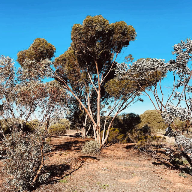 Exploring the Australian Arid Lands Botanic Garden: A Unique Desert Oasis