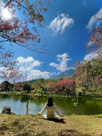 Wild Himalayan Cherry in Thailand