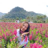 สวนดอกไม้ที่รอคอย🌻🌼🌺 ฮอกไกโด เขาใหญ่