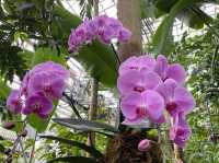 🇯🇵【高知県】3000種類以上の植物！高知県立牧野植物園🪴(^^)