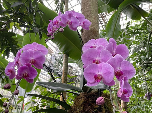 🇯🇵【高知県】3000種類以上の植物！高知県立牧野植物園🪴(^^)