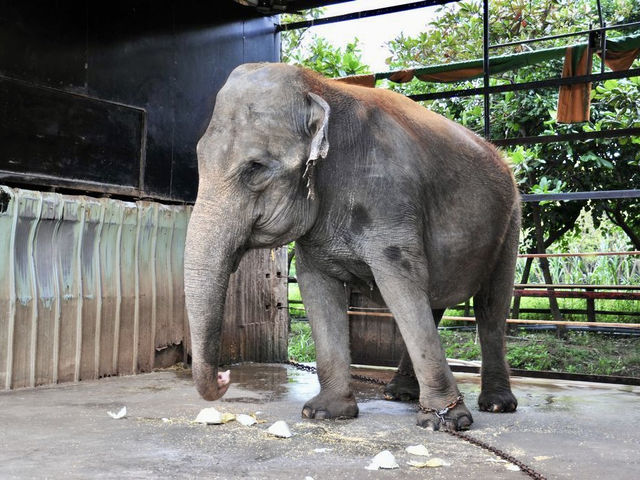 台南頑皮世界動物園｜可愛水豚 沙漠狐狸 長頸鹿