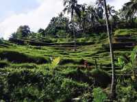 A spectacular view of the green Tegalalang rice terrace💚