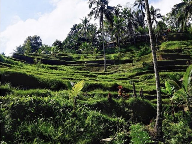 A spectacular view of the green Tegalalang rice terrace💚