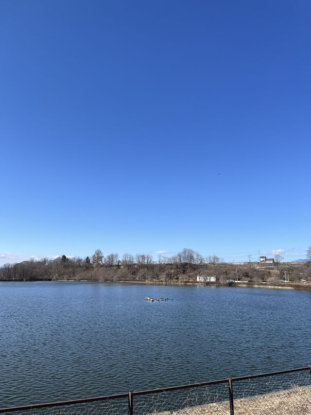 【佐久市🇯🇵】貯水池に集まる鳥が見える公園🕊️