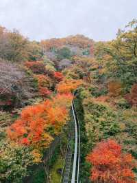 AUTUMN IN SEOUL 🇰🇷🍂🍁