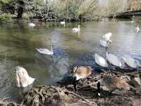  Rickmansworth Aquadrome