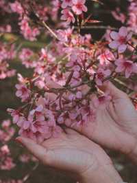 ชมดอกซากุระบาน 🌸 รับวาเลนไทน์กัน