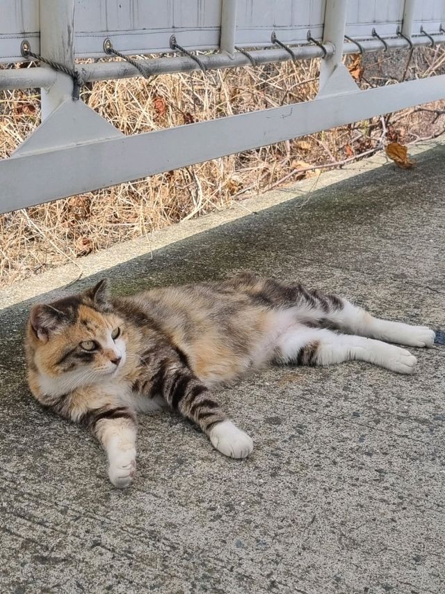 신구항에서 시작하는 아이노시마 여행⛴️🐱