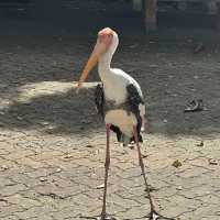 馬來西亞國家動物園