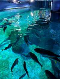 Let's go to Sea Life Bangkok