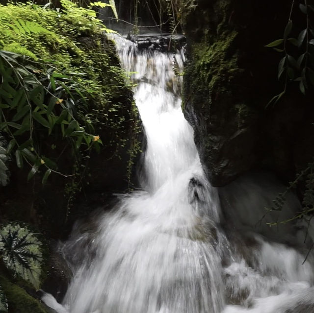 Escape to Nature’s Oasis: A Romantic Stroll Through Singapore's Iconic Gardens