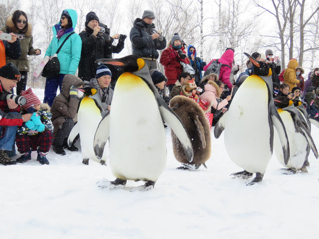 🇯🇵 北海道雪地上的企鵝遊行🐧