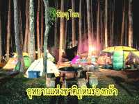 กางเตนท์ ลานสน @ อุทยานแห่งชาติภูหินร่องกล้า