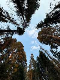 Among Giants – My Outdoor Adventure in Sequoia National Park