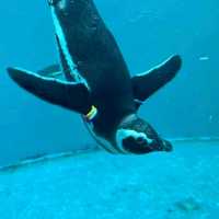 【上越水族館企鵝散步】