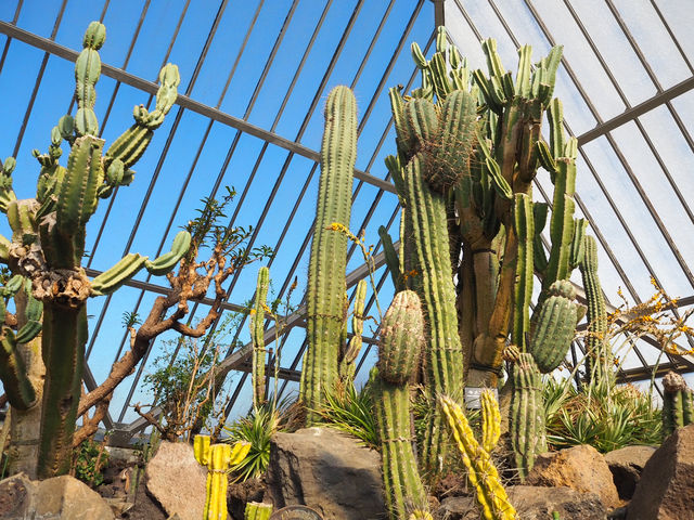 【静岡・伊東】シャボテン公園🌵